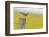 Skylark (Alauda Arvensis) Perched on a Fence Post, Vocalising, Balranald Reserve, Hebrides, UK-Fergus Gill-Framed Premium Photographic Print