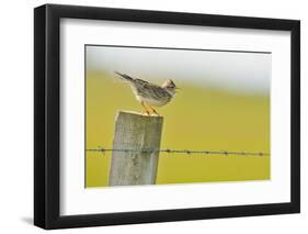 Skylark (Alauda Arvensis) Perched on a Fence Post, Vocalising, Balranald Reserve, Hebrides, UK-Fergus Gill-Framed Premium Photographic Print