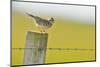 Skylark (Alauda Arvensis) Perched on a Fence Post, Vocalising, Balranald Reserve, Hebrides, UK-Fergus Gill-Mounted Premium Photographic Print