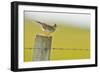 Skylark (Alauda Arvensis) Perched on a Fence Post, Vocalising, Balranald Reserve, Hebrides, UK-Fergus Gill-Framed Photographic Print