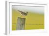 Skylark (Alauda Arvensis) Perched on a Fence Post, Vocalising, Balranald Reserve, Hebrides, UK-Fergus Gill-Framed Photographic Print