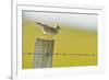 Skylark (Alauda Arvensis) Perched on a Fence Post, Vocalising, Balranald Reserve, Hebrides, UK-Fergus Gill-Framed Photographic Print