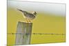 Skylark (Alauda Arvensis) Perched on a Fence Post, Vocalising, Balranald Reserve, Hebrides, UK-Fergus Gill-Mounted Photographic Print