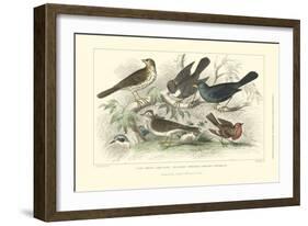 Skylark, Songthrush & Redbreast-J. Stewart-Framed Premium Giclee Print