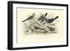 Skylark, Songthrush & Redbreast-J. Stewart-Framed Premium Giclee Print