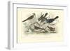 Skylark, Songthrush & Redbreast-J. Stewart-Framed Premium Giclee Print