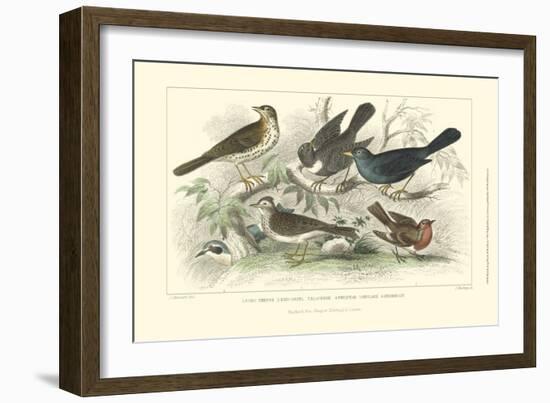 Skylark, Songthrush & Redbreast-J. Stewart-Framed Art Print