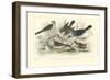 Skylark, Songthrush & Redbreast-J. Stewart-Framed Art Print