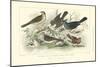 Skylark, Songthrush & Redbreast-J. Stewart-Mounted Art Print