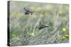 Skylark Taking Off from Fallow Land-null-Stretched Canvas