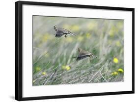 Skylark Taking Off from Fallow Land-null-Framed Photographic Print