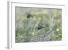 Skylark Taking Off from Fallow Land-null-Framed Photographic Print