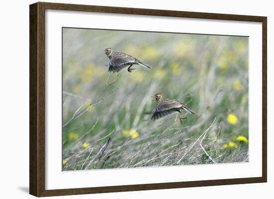 Skylark Taking Off from Fallow Land-null-Framed Photographic Print