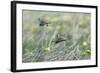 Skylark Taking Off from Fallow Land-null-Framed Photographic Print