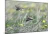 Skylark Taking Off from Fallow Land-null-Mounted Photographic Print