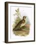 Skylark-English-Framed Giclee Print