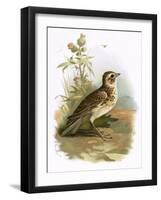 Skylark-English-Framed Giclee Print