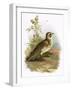 Skylark-English-Framed Giclee Print