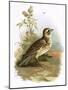 Skylark-English-Mounted Giclee Print