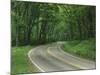 Skyline Drive, Shenandoah National Park, Virginia, USA-Charles Gurche-Mounted Photographic Print