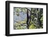 Skywalker gibbon monkey hanging from  tree, Tongbiguan Nature Reserve, Yunnan province, China-Staffan Widstrand/Wild Wonders of China-Framed Photographic Print