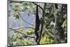 Skywalker gibbon monkey hanging from  tree, Tongbiguan Nature Reserve, Yunnan province, China-Staffan Widstrand/Wild Wonders of China-Mounted Photographic Print