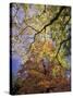 Skyward View of Autumn Colors, Kentucky, USA-Adam Jones-Stretched Canvas