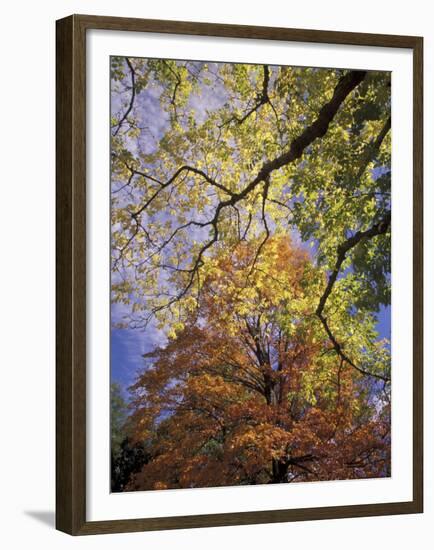 Skyward View of Autumn Colors, Kentucky, USA-Adam Jones-Framed Premium Photographic Print