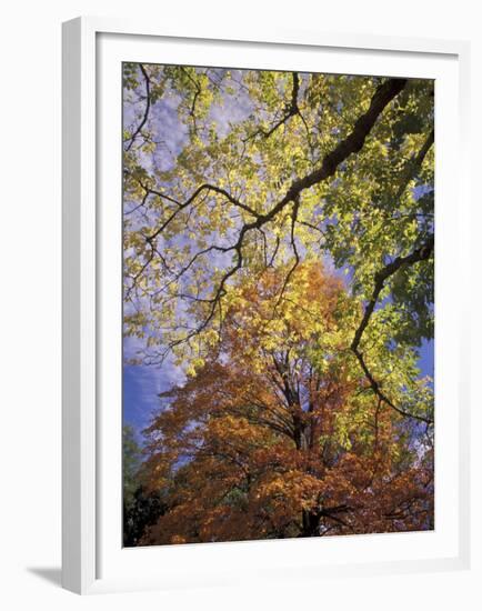 Skyward View of Autumn Colors, Kentucky, USA-Adam Jones-Framed Premium Photographic Print