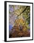 Skyward View of Autumn Colors, Kentucky, USA-Adam Jones-Framed Premium Photographic Print