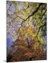 Skyward View of Autumn Colors, Kentucky, USA-Adam Jones-Mounted Premium Photographic Print