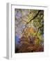 Skyward View of Autumn Colors, Kentucky, USA-Adam Jones-Framed Photographic Print