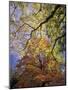 Skyward View of Autumn Colors, Kentucky, USA-Adam Jones-Mounted Photographic Print