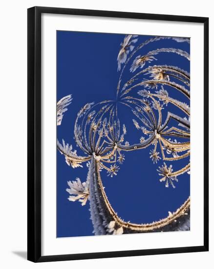 Skyward View of Cow Parsnip in Winter Covered in Morning Frost, Homer, Alaska, Usa-Adam Jones-Framed Photographic Print