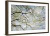 Skyward View of Dogwood Tree Blossoms in Spring, Great Smoky Mountains National Park, Tennessee-Adam Jones-Framed Photographic Print
