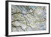 Skyward View of Dogwood Tree Blossoms in Spring, Great Smoky Mountains National Park, Tennessee-Adam Jones-Framed Photographic Print