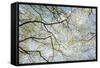 Skyward View of Dogwood Tree Blossoms in Spring, Great Smoky Mountains National Park, Tennessee-Adam Jones-Framed Stretched Canvas