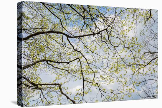 Skyward View of Dogwood Tree Blossoms in Spring, Great Smoky Mountains National Park, Tennessee-Adam Jones-Stretched Canvas