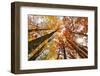 Skyward View of Maple Tree in Pine Forest, Upper Peninsula of Michigan-Adam Jones-Framed Photographic Print