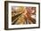 Skyward View of Maple Tree in Pine Forest, Upper Peninsula of Michigan-Adam Jones-Framed Photographic Print