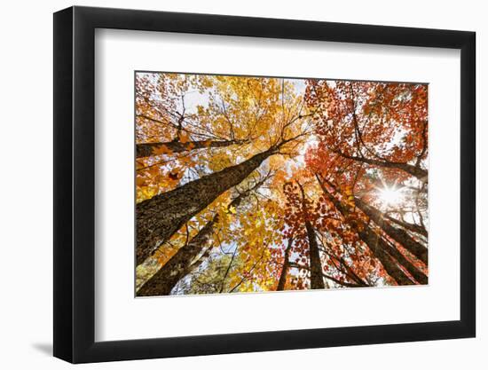 Skyward View of Maple Tree in Pine Forest, Upper Peninsula of Michigan-Adam Jones-Framed Photographic Print