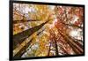 Skyward View of Maple Tree in Pine Forest, Upper Peninsula of Michigan-Adam Jones-Framed Photographic Print