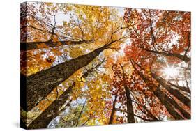 Skyward View of Maple Tree in Pine Forest, Upper Peninsula of Michigan-Adam Jones-Stretched Canvas