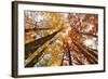 Skyward View of Maple Tree in Pine Forest, Upper Peninsula of Michigan-Adam Jones-Framed Photographic Print