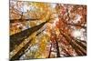 Skyward View of Maple Tree in Pine Forest, Upper Peninsula of Michigan-Adam Jones-Mounted Photographic Print