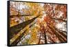 Skyward View of Maple Tree in Pine Forest, Upper Peninsula of Michigan-Adam Jones-Framed Stretched Canvas