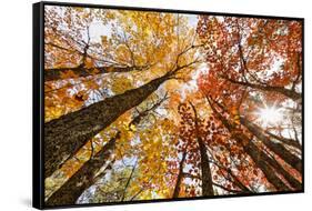 Skyward View of Maple Tree in Pine Forest, Upper Peninsula of Michigan-Adam Jones-Framed Stretched Canvas