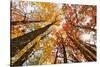 Skyward View of Maple Tree in Pine Forest, Upper Peninsula of Michigan-Adam Jones-Stretched Canvas