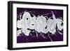 Skywriter II-Joshua Schicker-Framed Giclee Print