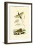 Slant-Faced Grasshopper, 1833-39-null-Framed Giclee Print